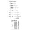 Misaladejuegos Cañas Fit Shaft Gear Hybrid Fija Clear Talla 3 - Imagen 3